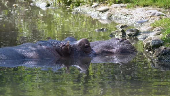 Hippopotasmus Family cooling in lake during hot summer day in national park in Africa