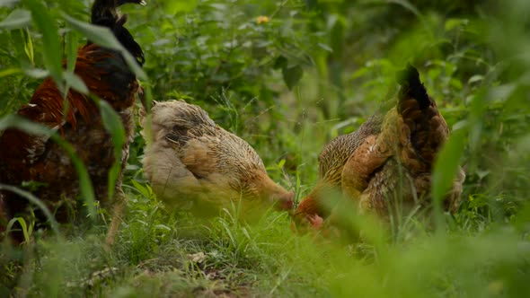 Flock Of Chickens Grazing On The Farm