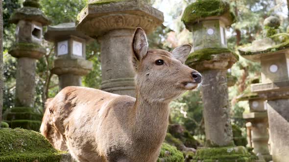 Wild Deer with a Japanese Stone Lanterns in a Kasuga Shrine Covered with Moss