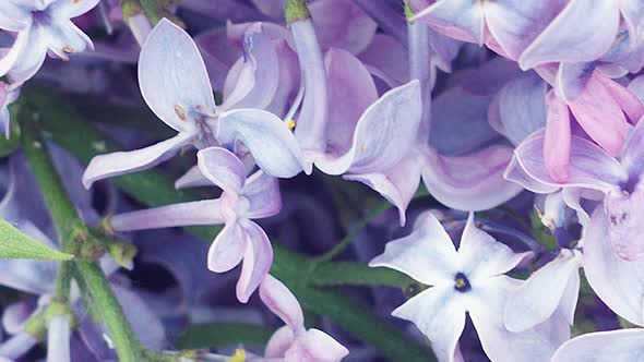 Small Lilac Flowers Closeup Natural Natural Spring Background