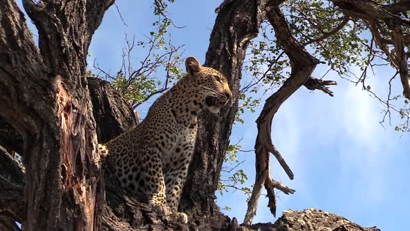 Leopard surveys surroundings while sitting high in tree, slow zoom out