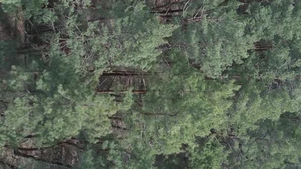 Vertical Video of Pine Forest Aerial View Slow Motion