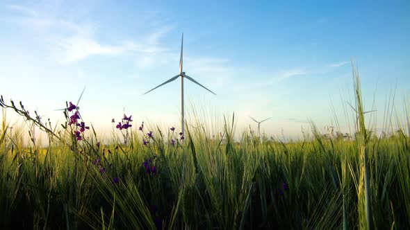 Group of windmills for electric power production in the green field of wheat