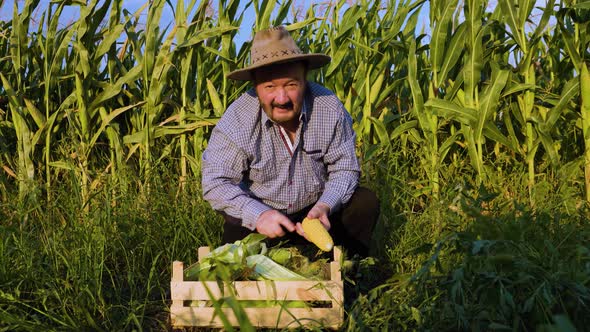 Front View Elderly Smile Male Farmer Looking at Camera in a Cornfield