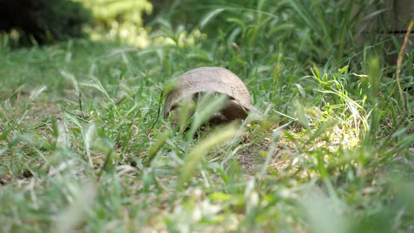 Turtle Moving on Fresh Green Grass to the Camera