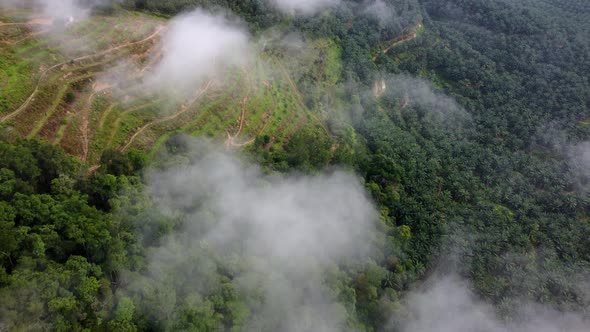 Aerial fly toward foggy low cloud oil palm plantation