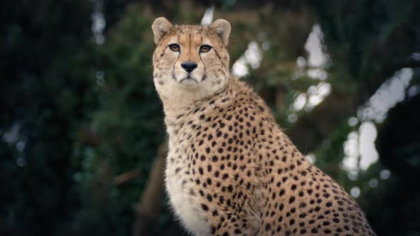 Cheetah Portrait