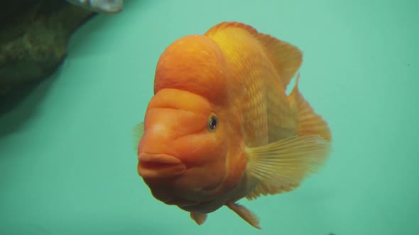 Scaridae Bright Red in the Aquarium