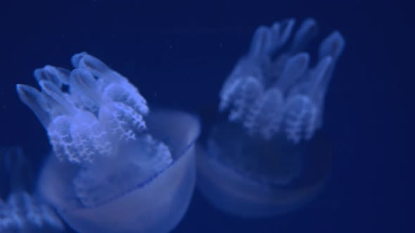 Barrel jellyfish swimming underwater