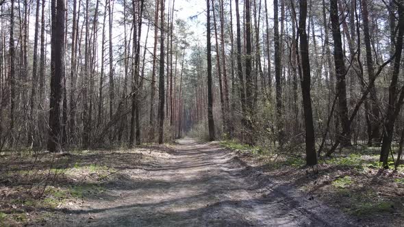 Aerial View of the Road Inside the Forest