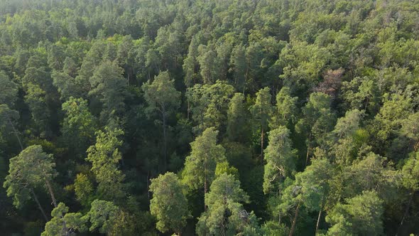 Trees in the Forest Aerial View. Slow Motion