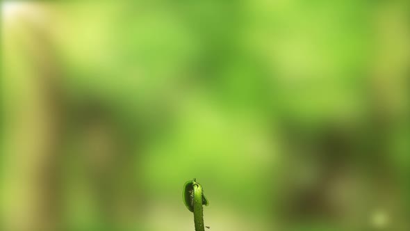 Time Lapse of Growing Green Cucumber