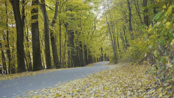 View of the Autumn Park in Calmness with Covered Road with Yellow Leaves