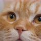 Close up eyes of ginger cat looking up. - VideoHive Item for Sale