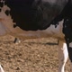 milk cow in confinement - VideoHive Item for Sale