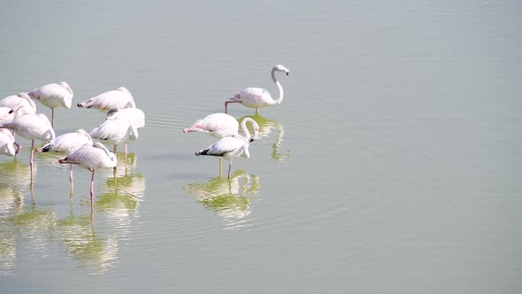 Flamingos resting and taking sunbath in a lake, wildlife observation