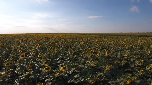 Sunflowers 