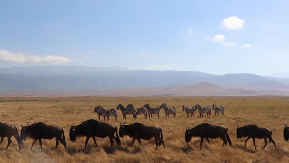 A slow motion clip of a herd wildebeest, Connochaetes taurinus or Gnu marching past Zebra, Equus Qua
