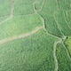drone view of green rice paddies - VideoHive Item for Sale