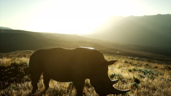 Rhino Standing in Open Area During Sunset