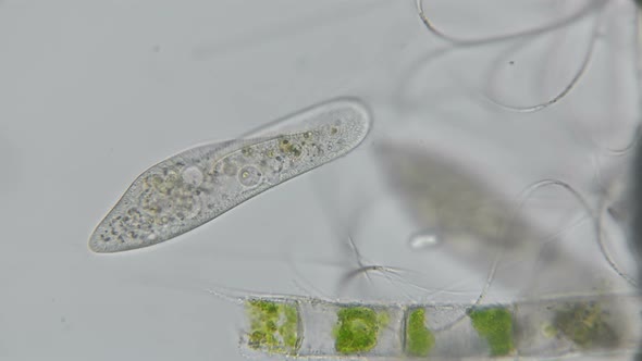 Paramecium Caudatum 