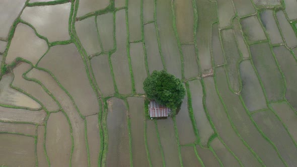 Aerial drone view of agriculture in rice on a beautiful field filled with water