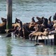 Sea lions on Pier 39 - VideoHive Item for Sale