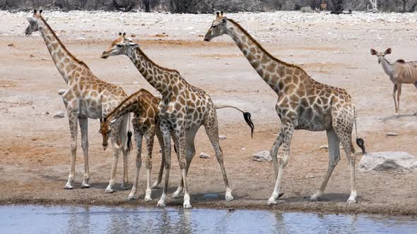 Close Up of Giraffes Drink Water From a Small Pond in Etosha Namibia