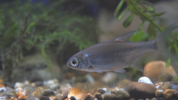 Young Bream Swims in the Aquarium