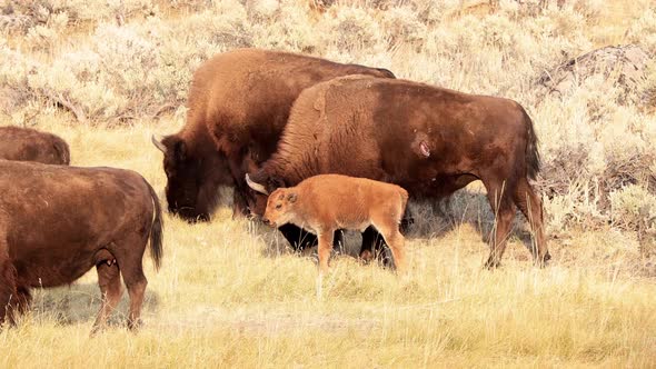 Bison in Yellowstone National Park