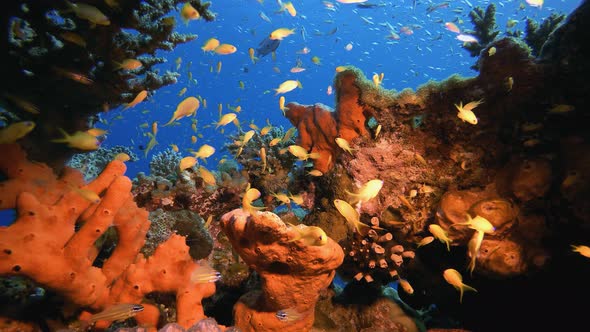 Underwater Tropical Reefs Seascape