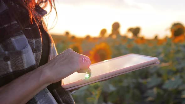 Young Attractive Farmer Working with Tablet in Sunflower Field Inspects Blooming Sunflowers Business