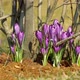 Beautiful Violet Crocuses - VideoHive Item for Sale