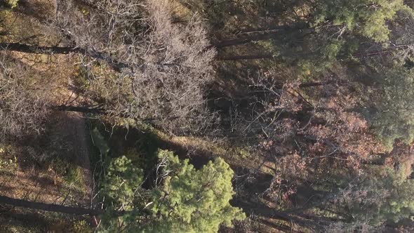 Vertical Video Aerial View of Trees in the Forest on an Autumn Day in Ukraine Slow Motion