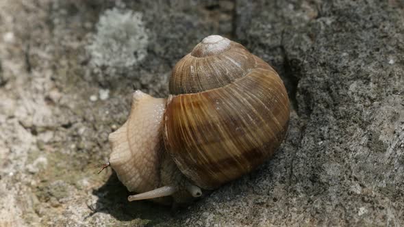 Roman or Burgundy snail on the stone close-up 4K 2160p 30fps UltraHD footage - Helix pomatia escargo