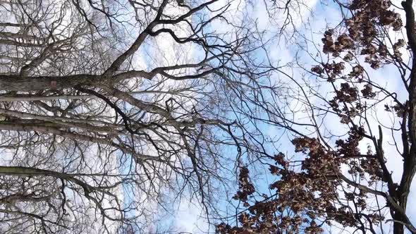 Vertical Video of the Forest with Trees Without Leaves