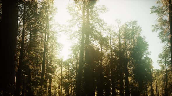 Hyperlapse in Sequoia Forest From Sunrise alt