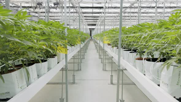 Medical Cannabis plants growing under controlled conditions in a large greenhouse