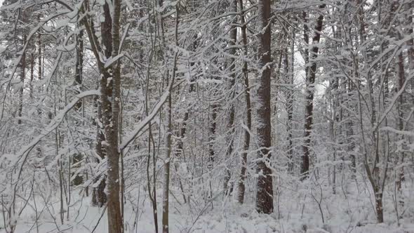 Beautiful winter forest. Fresh white snow in winter forest. alt