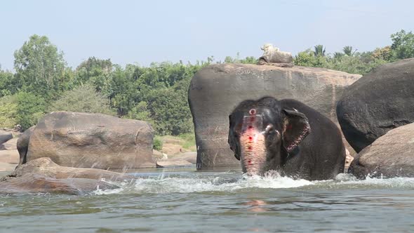 Beautiful playful elephant having bath in the river.