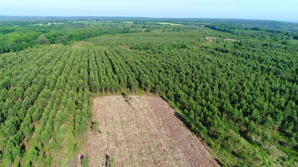 Field of fir trees in the Perigord region in France seen from the sky