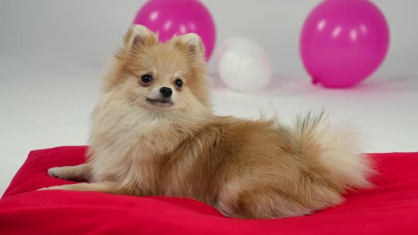 Fluffy Redhaired Pygmy Pomeranian Spitz Lies on a Red Blanket in the Studio with Pink and White