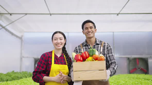 Hydroponics farm organic fresh harvested vegetables concept