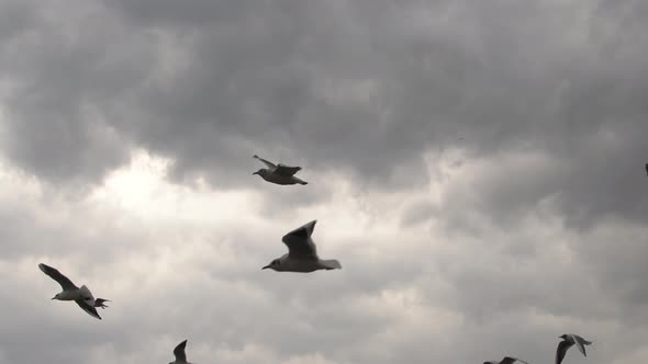 Slow  Motion Flock Of Seagulls Flying In Stormy Sky 3