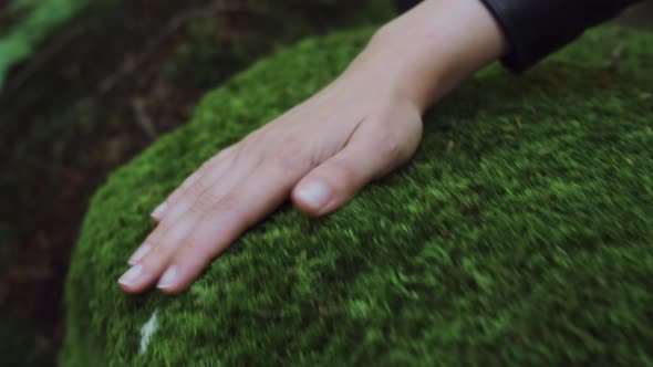 Female Hand Gently Touching a Green Moss in the Forest