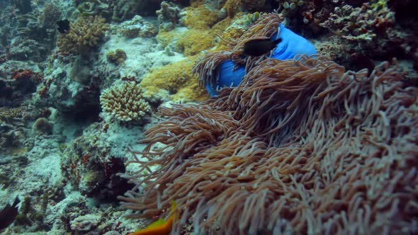 Anemone With Clownfish