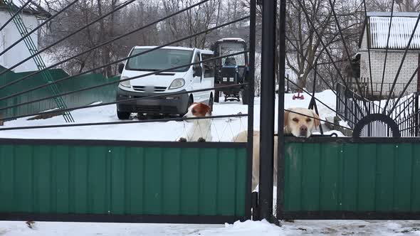 The Labrador Retriever Jack Russell Terrier and Pug Look From Behind a Closed Fence in the Yard