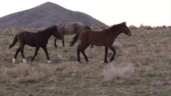 Panning view of wild horses slowly running.