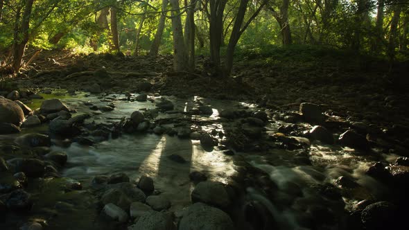 Morning Sun Shining Through Lush Green Forest at Creek Time Lapse