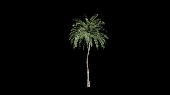 Palm Tree Grow